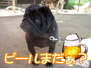 カッピング 馬喰町 吸い玉 カッピング 吸角 14